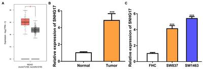 SNHG17 Serves as an Oncogenic lncRNA by Regulating the miR-361-3p/STC2 Axis in Rectal Cancer